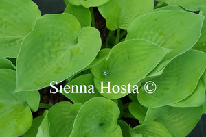 Hosta 'Moon Lily'