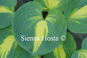 Hosta 'Thunderbolt'