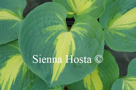 Hosta 'Thunderbolt'