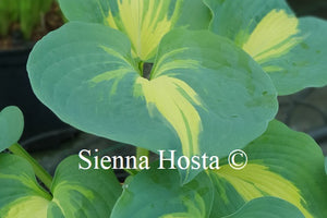 Hosta 'Thunderbolt'