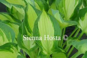 Hosta 'Whirligig'