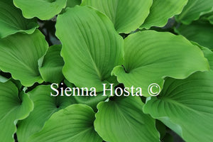 Hosta 'Marilyn Monroe'