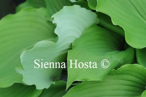 Hosta 'Marilyn Monroe'