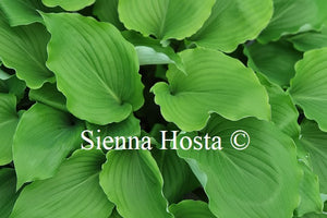 Hosta 'Marilyn Monroe'