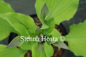 Hosta 'Sherlock'