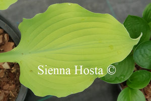 Hosta 'Sherlock'