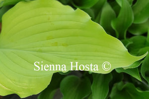 Hosta 'Sherlock'