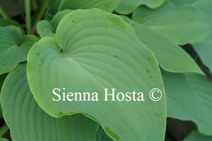 Hosta 'Theo's Blue'