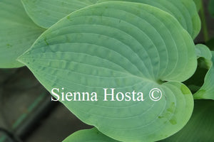 Hosta 'Theo's Blue'