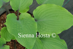 Hosta 'Holar Rising Flame'