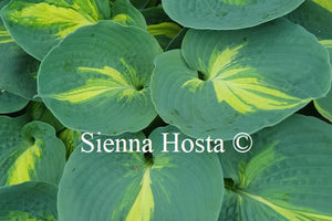 Hosta 'Dream Weaver'