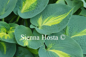 Hosta 'Dream Weaver'