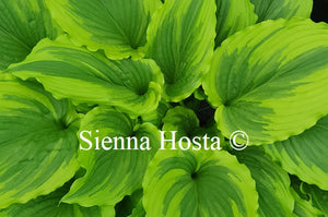 Hosta 'One Last Dance'