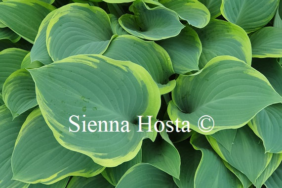 Hosta 'Regal Splendor'