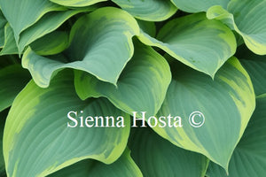 Hosta 'Regal Splendor'