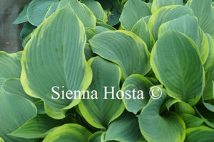 Hosta 'Regal Splendor'