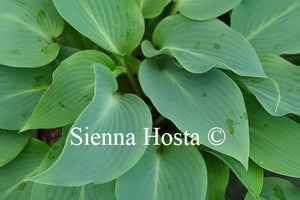 Hosta 'Deane's Dream'