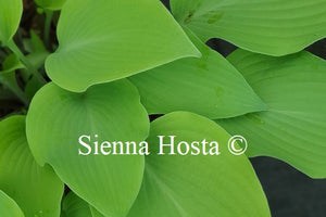 Hosta 'Prairie Moon'