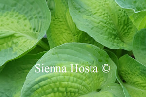 Hosta 'Alligator Alley'