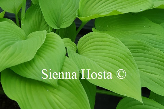 Hosta 'Spotlight'
