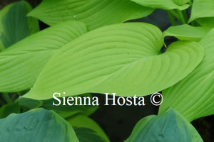 Hosta 'Spotlight'