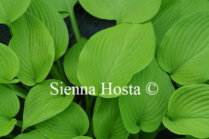Hosta 'Spotlight'