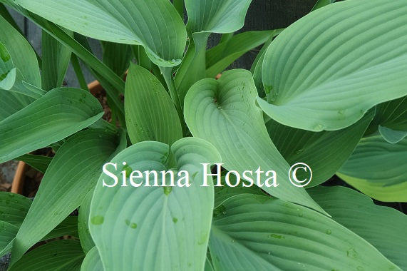 Hosta 'Phoenix'