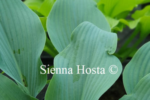 Hosta 'Phoenix'