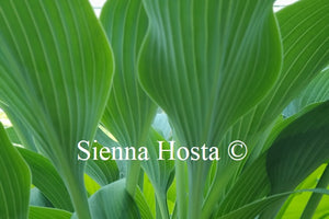 Hosta 'Phoenix'