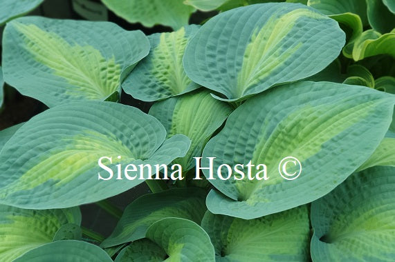 Hosta 'Paradise Glory'