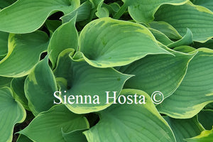 Hosta 'Bob Deane'