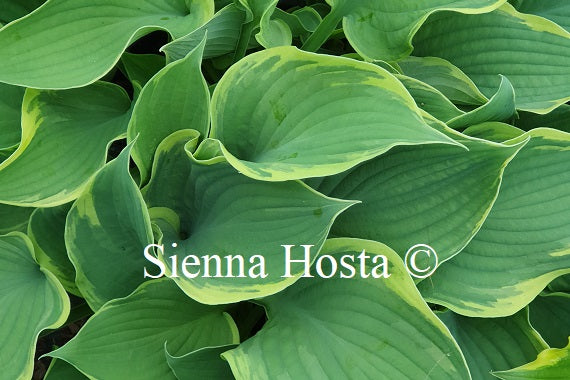 Hosta 'Bob Deane'