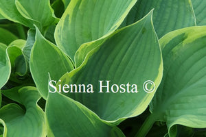 Hosta 'Bob Deane'