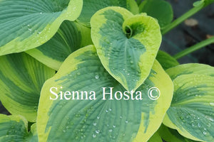 Hosta 'Goldbrook Glory'