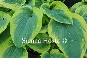 Hosta 'Goldbrook Glory'