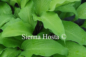 Hosta 'Funky Monkey'