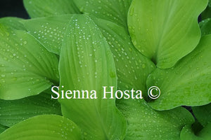 Hosta 'Funky Monkey'