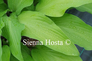 Hosta 'Funky Monkey'