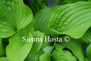 Hosta 'Hot Air Balloon'