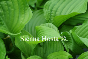 Hosta 'Hot Air Balloon'