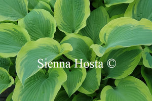 Hosta 'Miss Tokyo'