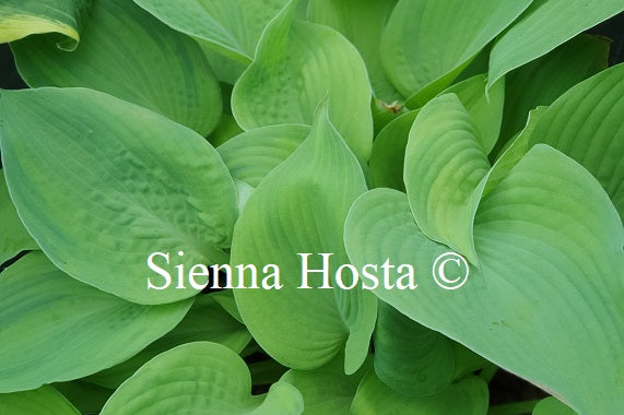 Hosta 'Double D Cup'