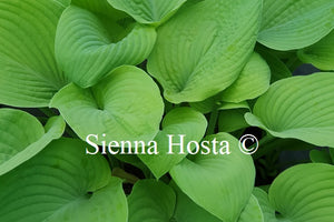 Hosta 'Fat Cat'