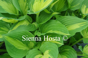 Hosta 'Christmas Candy'