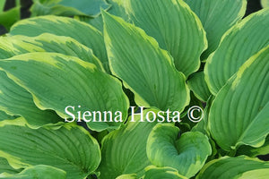 Hosta 'Gone with the Wind'