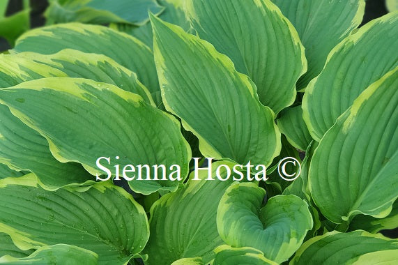 Hosta 'Gone with the Wind'