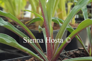 Hosta 'Zucchini Fries'