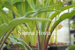 Hosta 'Zucchini Fries'