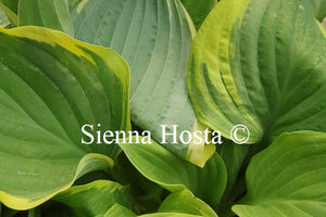 Hosta 'Mardi Gras'