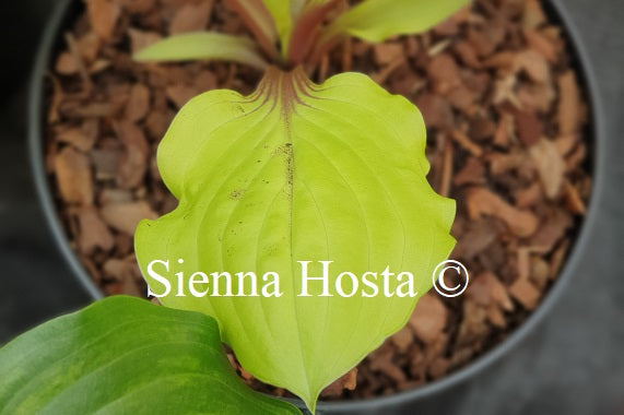 Hosta Lemon Snap